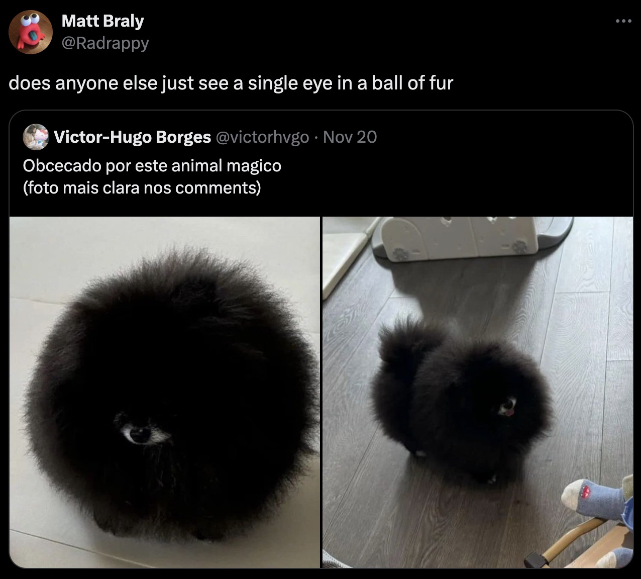 companion dog - Matt Braly does anyone else just see a single eye in a ball of fur VictorHugo Borges Nov 20 Obcecado por este animal magico foto mais clara nos